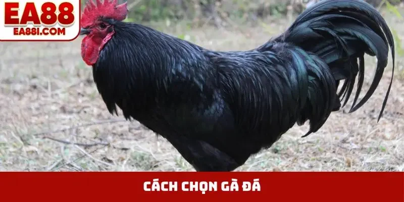 cách chọn gà đá