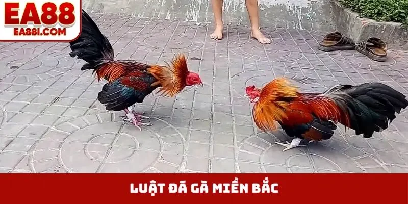 luật đá gà miền Bắc